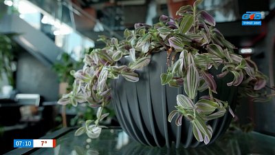 Уход за комнатными растениями после зимы в рубрике «Домашняя оранжерея»