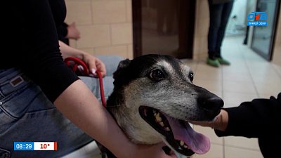 Как пережить сезон клещей, расскажем в рубрике «Усы, лапы и хвост»