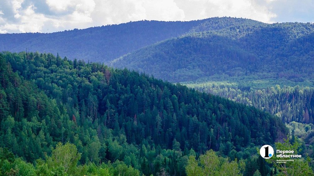 В Магнитогорске за три года высадили 400 тысяч деревьев