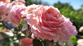 Как украсить розами свой сад?