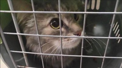 Должница бросила в ипотечной квартире семь кошек