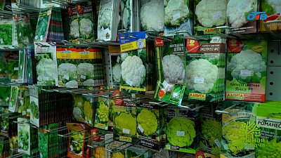 Капуста — незаменимый овощ на русском столе и в огороде