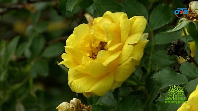 Какие сорта роз подходят для южноуральского климата