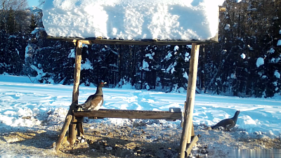 На Таганае фотоловушка поймала парочку столующихся у кормушки глухарей