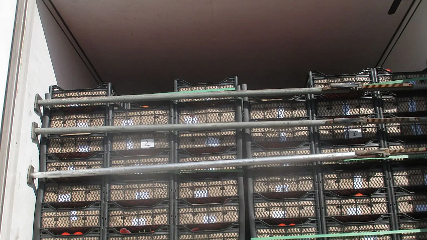 Россельхознадзор выявил опасный вирус в 18 тоннах томата в Челябинске