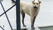 СК возбудил дело после нападения бродячей собаки на ребенка в Копейске
