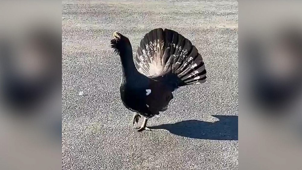 Под Челябинском местные жители увидели неспешно прогуливающегося глухаря