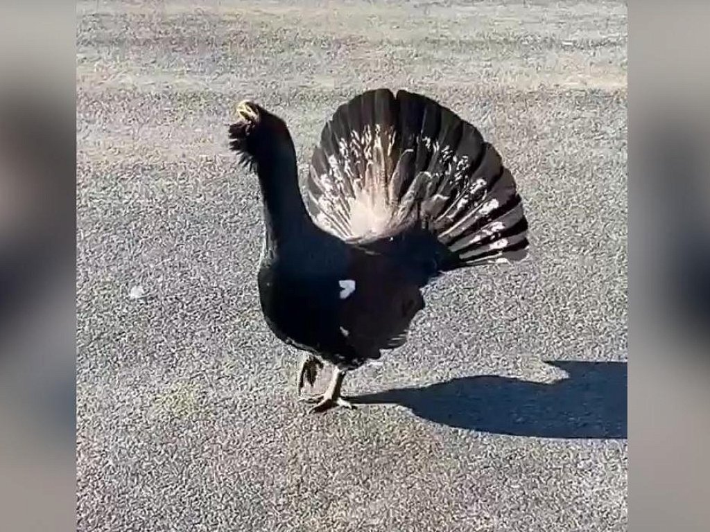 Под Челябинском местные жители увидели неспешно прогуливающегося глухаря