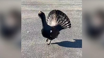 Под Челябинском местные жители увидели неспешно прогуливающегося глухаря