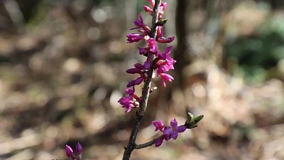 Волчье лыко распустилось рекордно рано в нацпарке «Таганай»