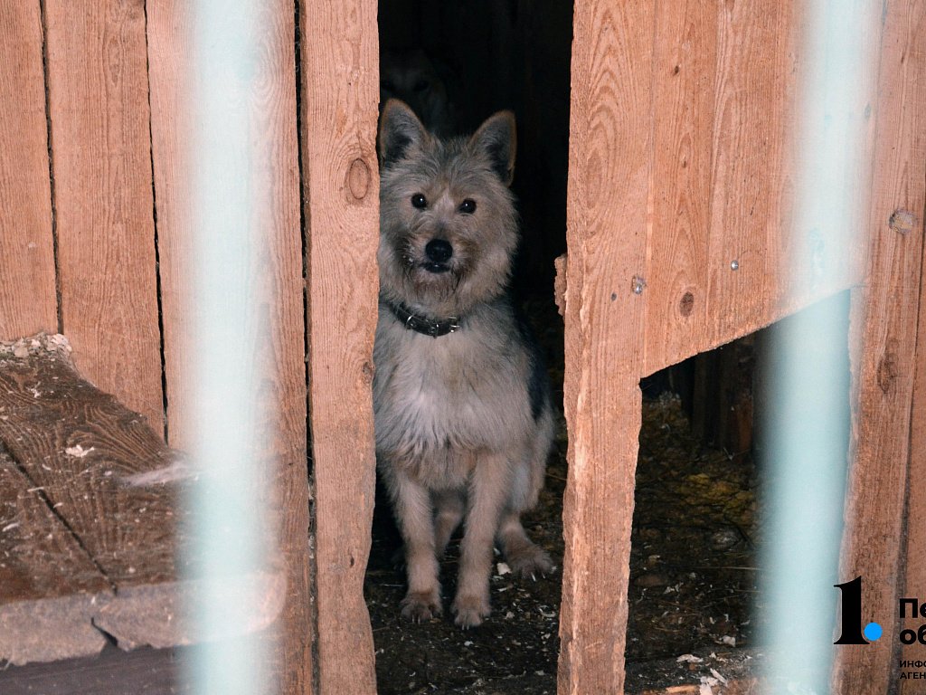 Жильцов дома в Челябинске топит собачьей мочой