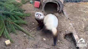 В Челябинском зоопарке хорек дает уроки по активному образу жизни