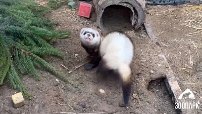 В Челябинском зоопарке хорек дает уроки по активному образу жизни