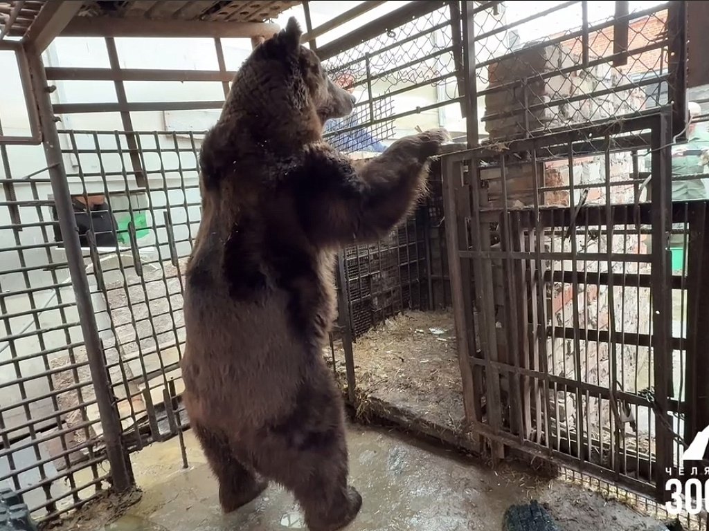 Медведь Степан из Троицка обрел дом в экопарке «Зюраткуль»