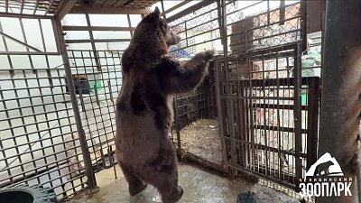 Медведь Степан из Троицка обрел дом в эко-парке «Зюраткуль»