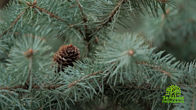 Как помочь хвойным, пострадавшим весной от нашествия вредителей и болезней?