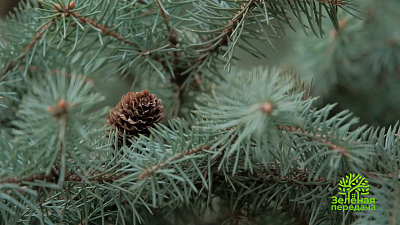 Как помочь хвойным, пострадавшим весной от нашествия вредителей и болезней?