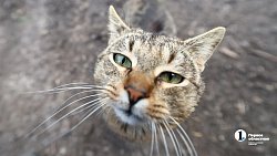 Челябинские пограничники передали два автомобиля для эвакуации раненых на СВО