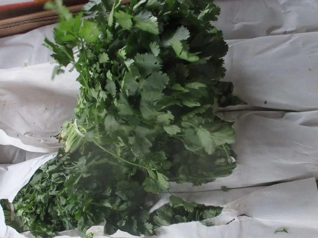 На Южном Урале уничтожат почти 28 тонн зараженной кинзы и томатов из Казахстана и Туркмении