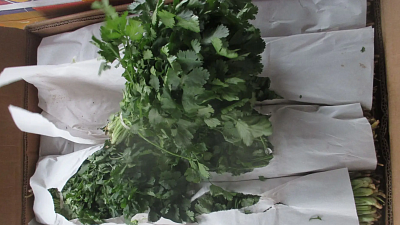 На Южном Урале уничтожат почти 28 тонн зараженной кинзы и томатов из Казахстана и Туркмении