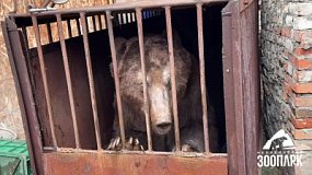 В Челябинской области нашли новый дом медведю Степану