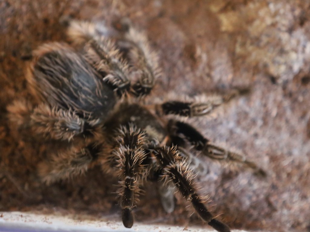 Челябинец рассказал, как 14 лет живет с пауком-птицеедом