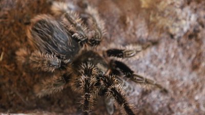 Челябинец рассказал, как 14 лет живет с пауком-птицеедом