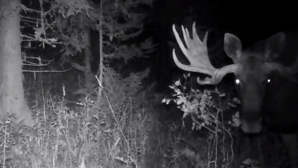 Встреча с лосем смертельно опасна для автолюбителей