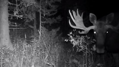 Встреча с лосем смертельно опасна для автолюбителей