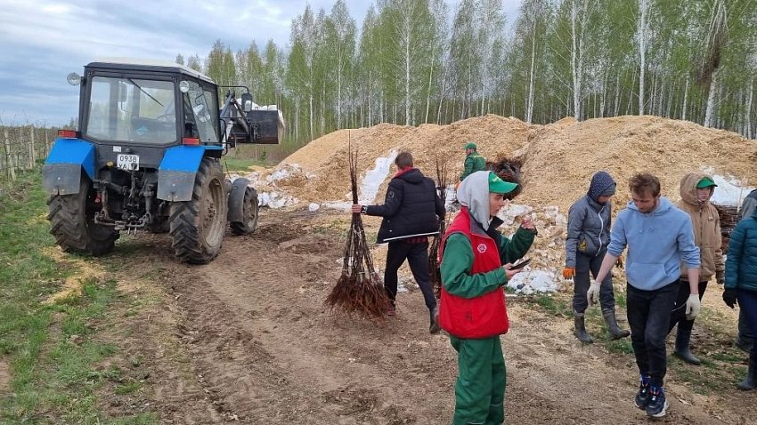 В Челябинской области промышленные сады открыли сезон высадки саженцев