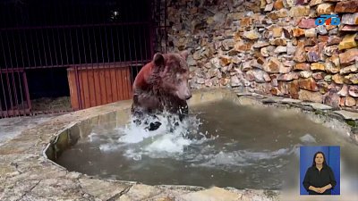 На Южном Урале медведь Степан переехал в эко-парк «Зюраткуль»