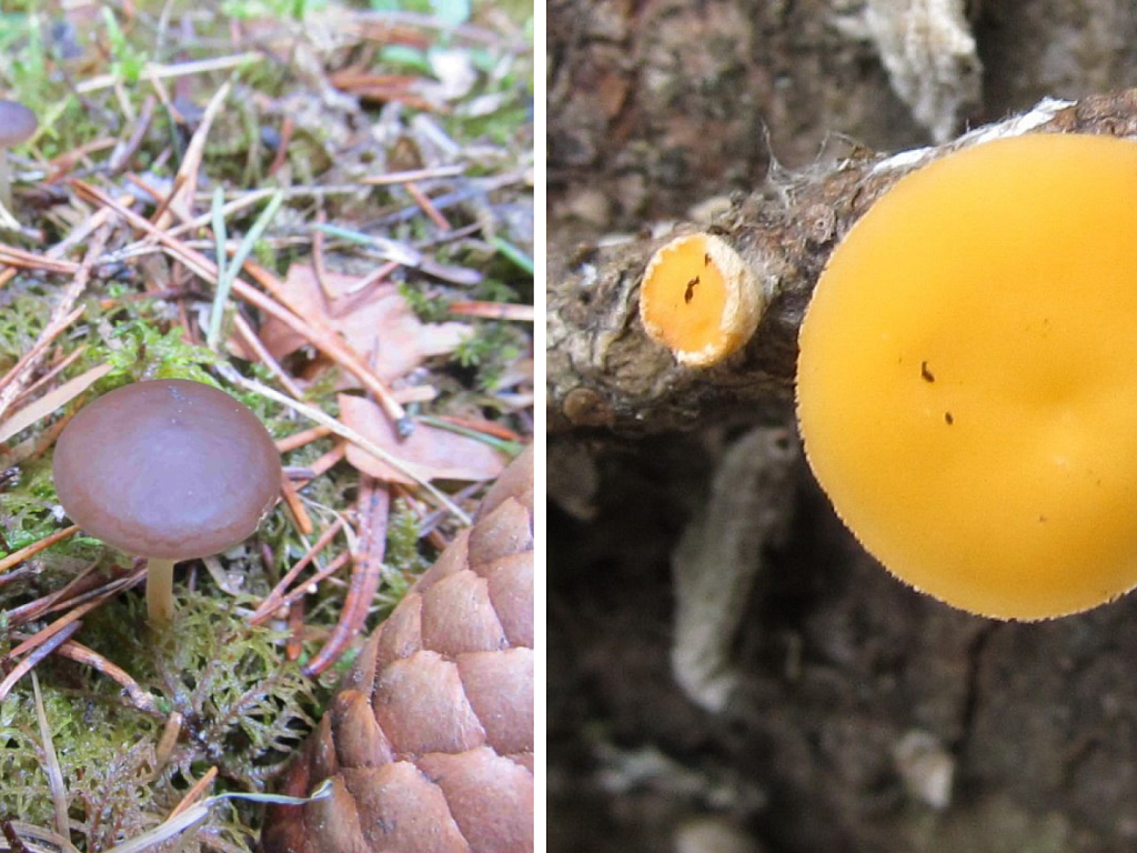 Грибной сезон в Челябинской области стартовал в апреле‑2026