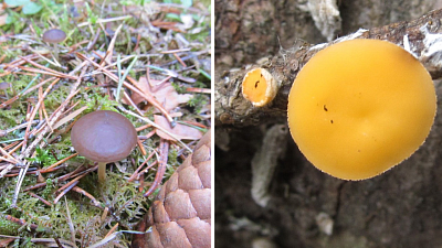 Грибной сезон в Челябинской области стартовал в апреле‑2026