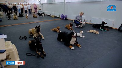 Вопросы воспитания людей и собак в рубрике «Усы, лапы и хвост»