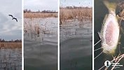 В озере под Челябинском произошел замор рыбы