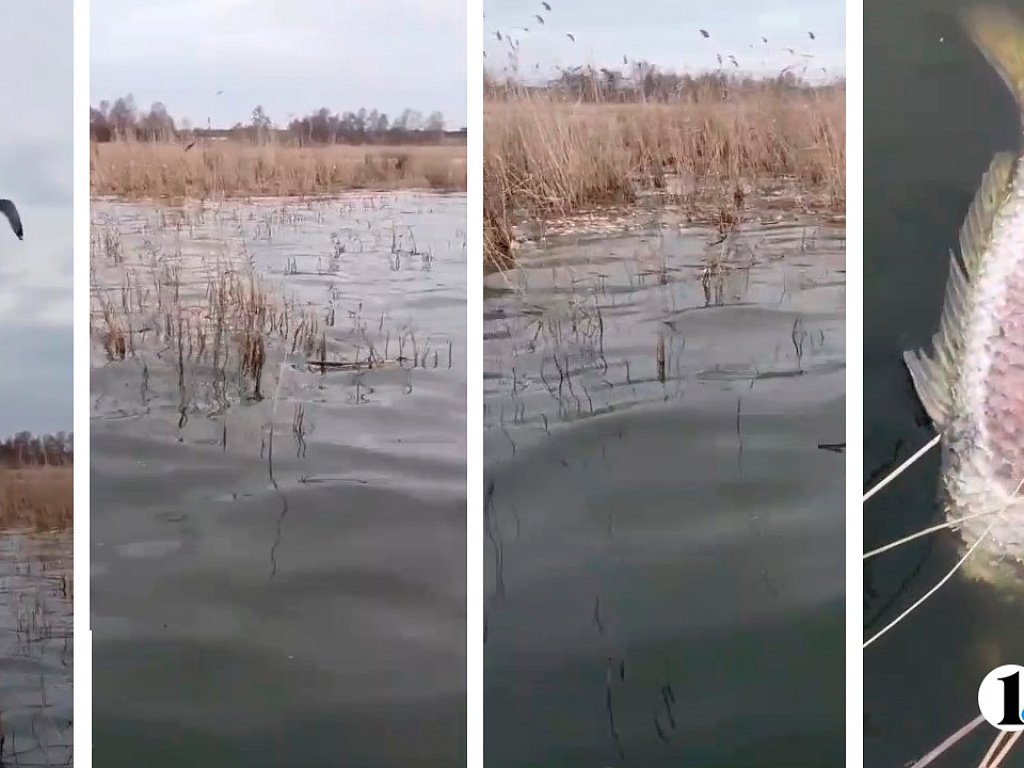 В озере под Челябинском произошел замор рыбы