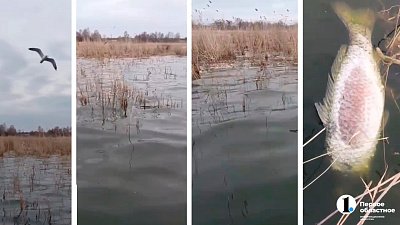 В озере под Челябинском произошел замор рыбы