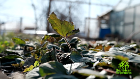 В «Зеленой передаче» расскажут, как ухаживать за земляникой