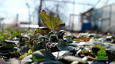 В «Зеленой передаче» расскажут, как ухаживать за земляникой