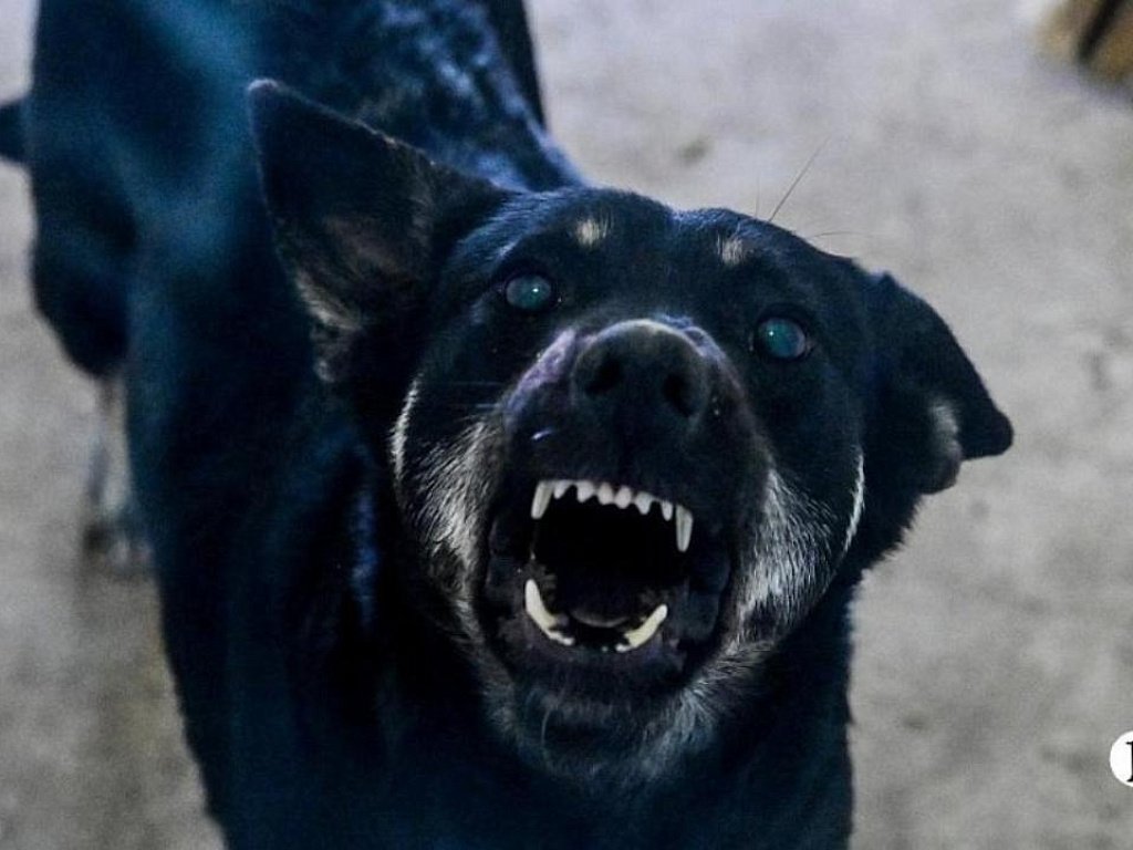 В Брединском округе ввели карантин по бешенству