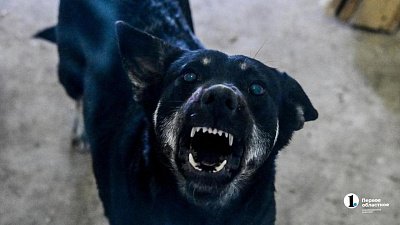 В Брединском округе ввели карантин по бешенству