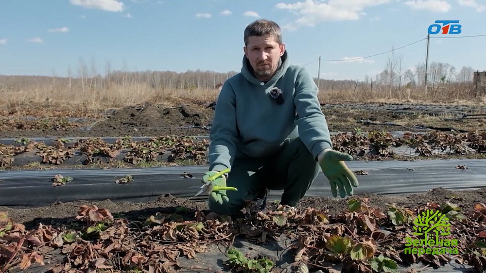 Какие работы провести весной на земляничных грядках