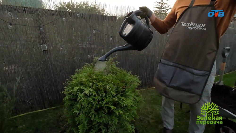 Весенний уход за хвойными