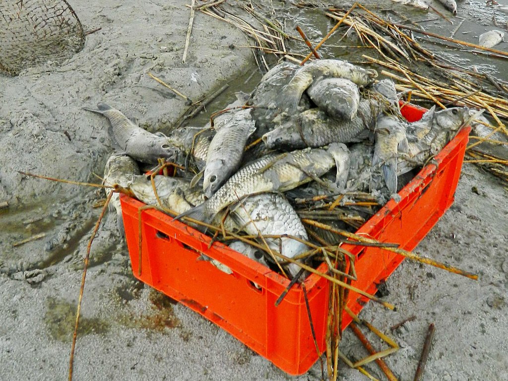 Рыбнадзор выясняет причины замора рыбы на озере Шелюгино