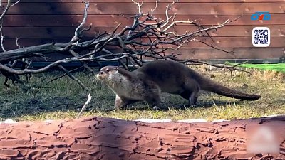 Выдры из Челябинского зоопарка показали, как справиться с апатией