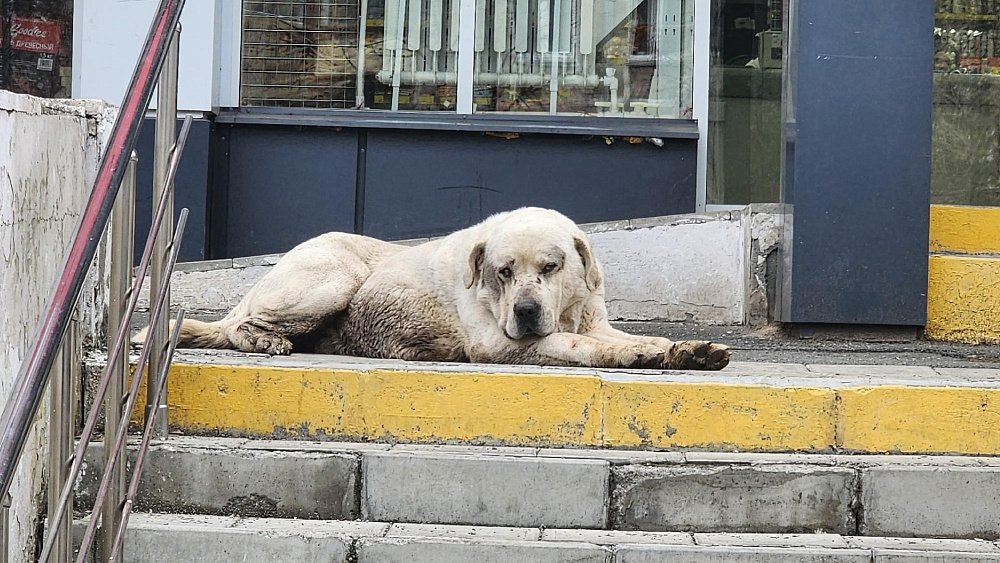 В Магнитогорске алабай после двух месяцев скитаний воссоединился с хозяином