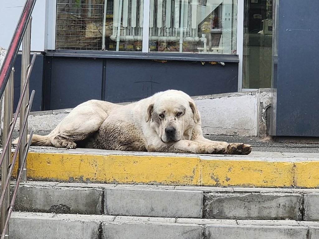 В Магнитогорске алабай после двух месяцев скитаний воссоединился с хозяином