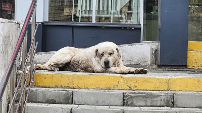 В Магнитогорске алабай после двух месяцев скитаний воссоединился с хозяином