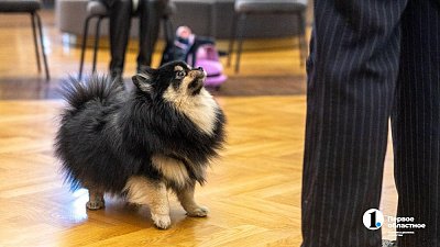 В Челябинске стало больше вариантов аренды жилья для отдыха с питомцами
