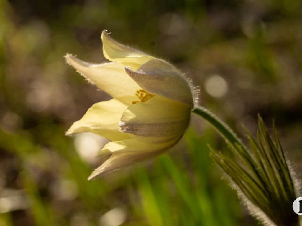 Южноуральцам грозят штрафы до миллиона рублей за сбор первоцветов